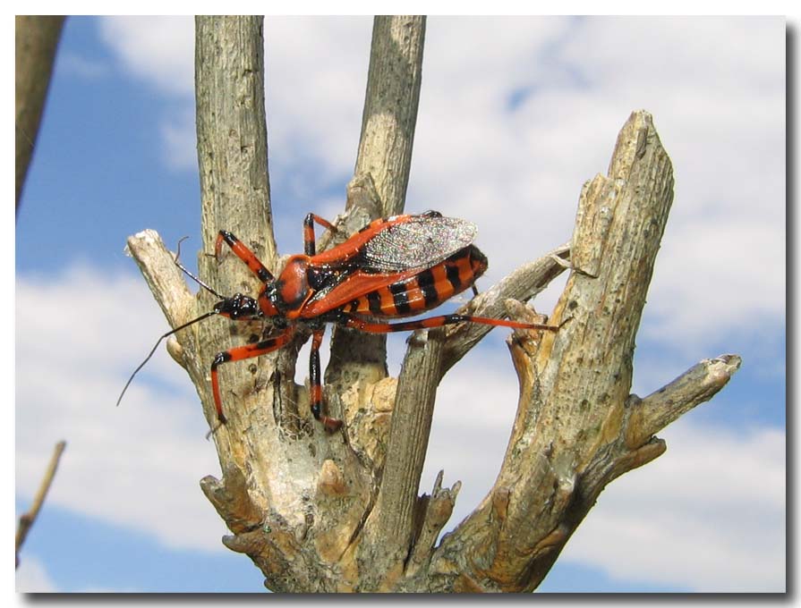 Rhynocoris e Sphedanolestes italiani (Het., Reduviidae)